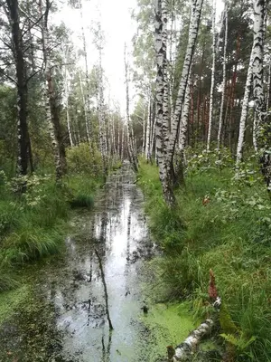 Naturlandschaft in der Nähe der Ferienwohnung