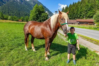 Tiere in der Ferienwohnung oder in der Nähe