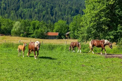 Tiere in der Ferienwohnung oder in der Nähe