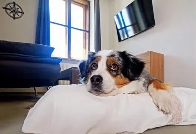 Haustiere von Gästen der Unterkunft Hotel Bayerisch Meran