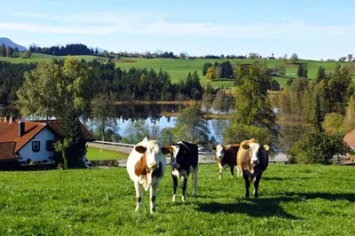 Tiere im Gasthaus oder in der Nähe