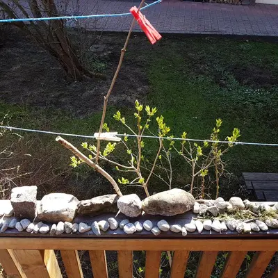 Ein Garten an der Unterkunft Studio im Blockhaus am Chiemsee