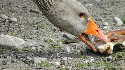 Tiere in der Ferienwohnung oder in der Nähe
