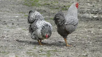 Tiere in der Ferienwohnung oder in der Nähe