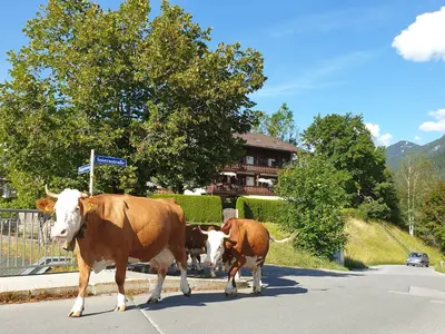 Tiere in der Ferienwohnung oder in der Nähe