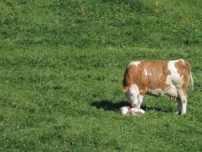 Tiere in diesem Bauernhof oder in der Nähe