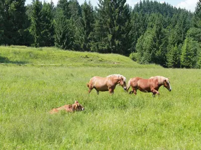 Tiere in der Ferienwohnung oder in der Nähe