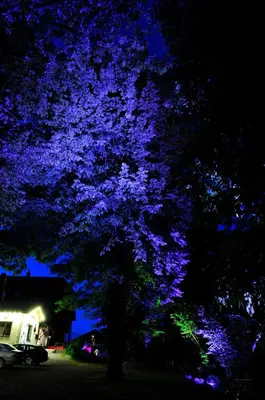 Ein Garten an der Unterkunft Hotel zum Zauberkabinett
