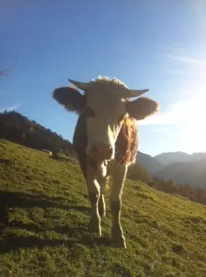 Tiere in der Ferienwohnung oder in der Nähe