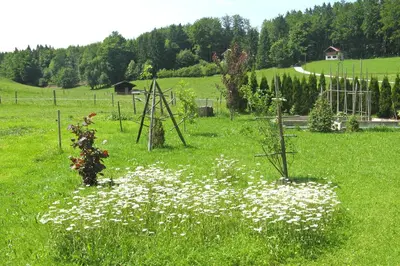Ein Garten an der Unterkunft Ferienwohnungen Wanderparadies