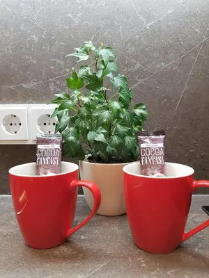 Kaffee-/Teezubehör in der Unterkunft Apparthotel Garni Superior Simsseeblick