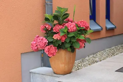 Grundriss der Unterkunft Ambassador Apparthotel