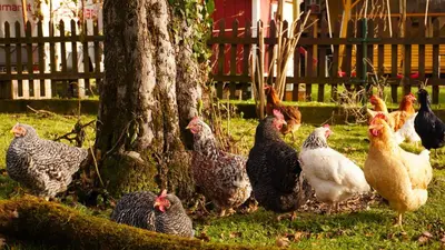 Tiere in der Ferienwohnung oder in der Nähe