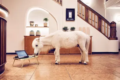Tiere im Hotel oder in der Nähe