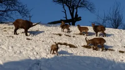 Tiere in der Ferienwohnung oder in der Nähe