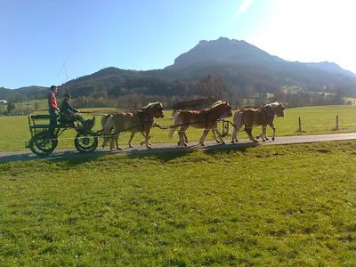 Tiere im Hotel oder in der Nähe