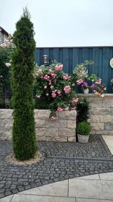 Ein Garten an der Unterkunft Pension Dorfstraße 6