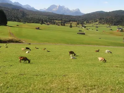 Tiere in der Ferienwohnung oder in der Nähe