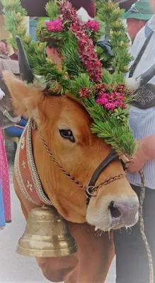 Tiere in der Ferienwohnung oder in der Nähe