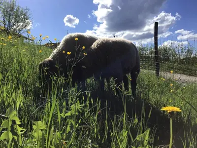 Tiere in der Ferienwohnung oder in der Nähe