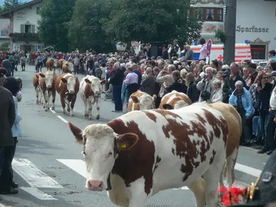 Tiere im Aparthotel oder in der Nähe