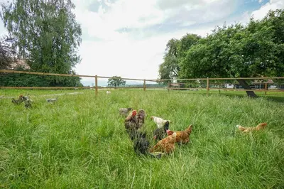 Tiere in diesem Bauernhof oder in der Nähe