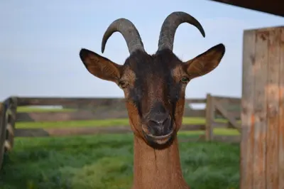 Tiere in diesem Bauernhof oder in der Nähe