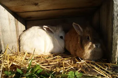 Tiere in diesem Bauernhof oder in der Nähe