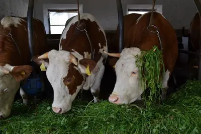 Tiere in diesem Bauernhof oder in der Nähe