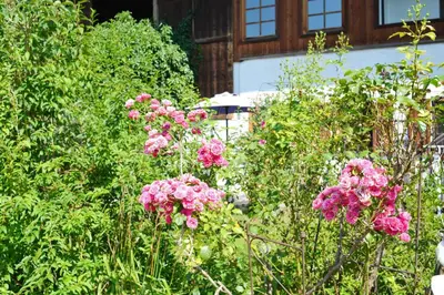 Ein Garten an der Unterkunft Möderlhof