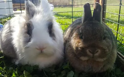 Tiere in der Ferienwohnung oder in der Nähe