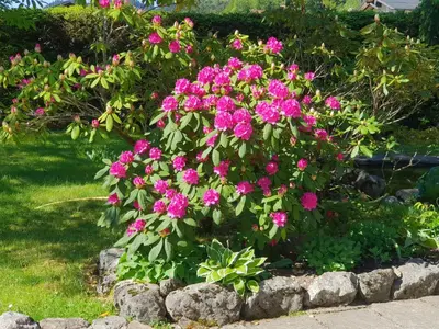 Ein Garten an der Unterkunft Ferienwohnungen Josef & Karin Ketterl