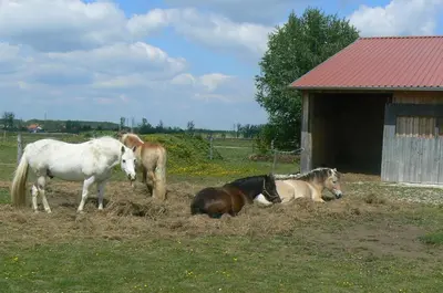 Tiere in der Ferienwohnung oder in der Nähe