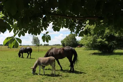 Tiere in der Ferienwohnung oder in der Nähe