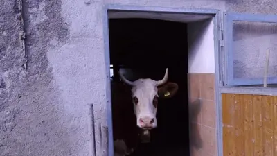Tiere in der Ferienwohnung oder in der Nähe