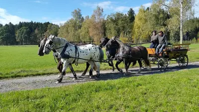 Tiere im Hotel oder in der Nähe