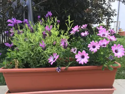 Ein Garten an der Unterkunft Augsburg-Bergheim E.