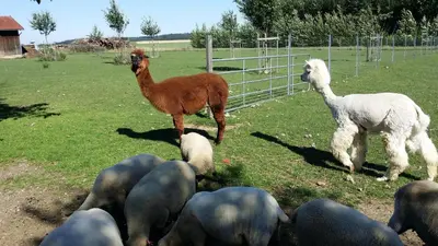 Tiere im Hotel oder in der Nähe