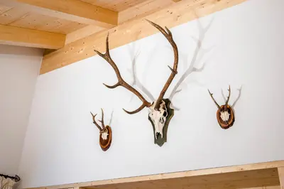 Tiere in der Ferienwohnung oder in der Nähe