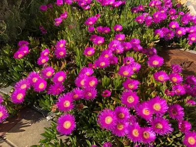 Ein Garten an der Unterkunft Meister´s Ferienhaus - Tiere herzlich willkommen! - Königswinkel