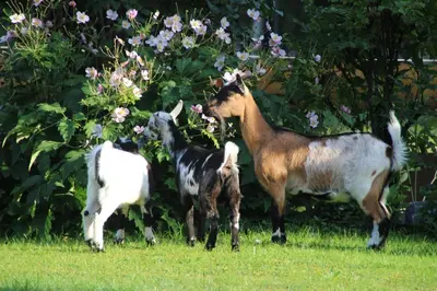 Tiere in the country house oder in der Nähe