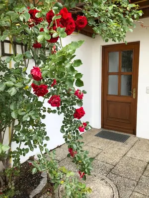 Ein Garten an der Unterkunft Ferienwohnung Christensen