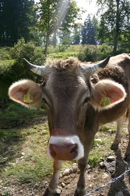 Tiere in der Ferienwohnung oder in der Nähe