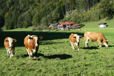 Tiere in diesem Bauernhof oder in der Nähe