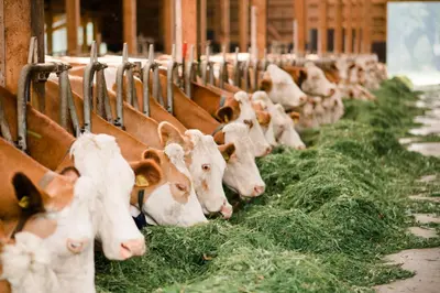 Tiere in der Ferienwohnung oder in der Nähe