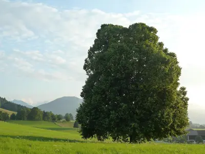 Naturlandschaft in der Nähe der Ferienwohnung