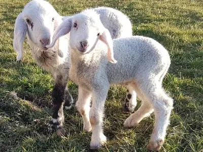 Tiere in diesem Bauernhof oder in der Nähe