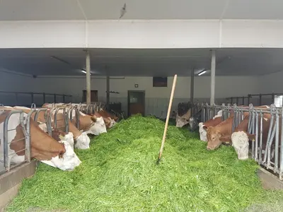 Tiere in diesem Bauernhof oder in der Nähe