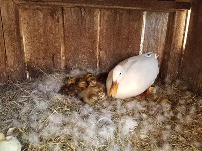 Tiere in diesem Bauernhof oder in der Nähe