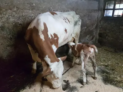 Tiere in diesem Bauernhof oder in der Nähe